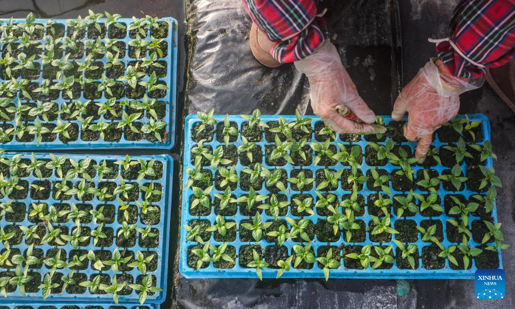 Farmers busy cultivating seedlings and sowing seeds in Jiaxing, E China