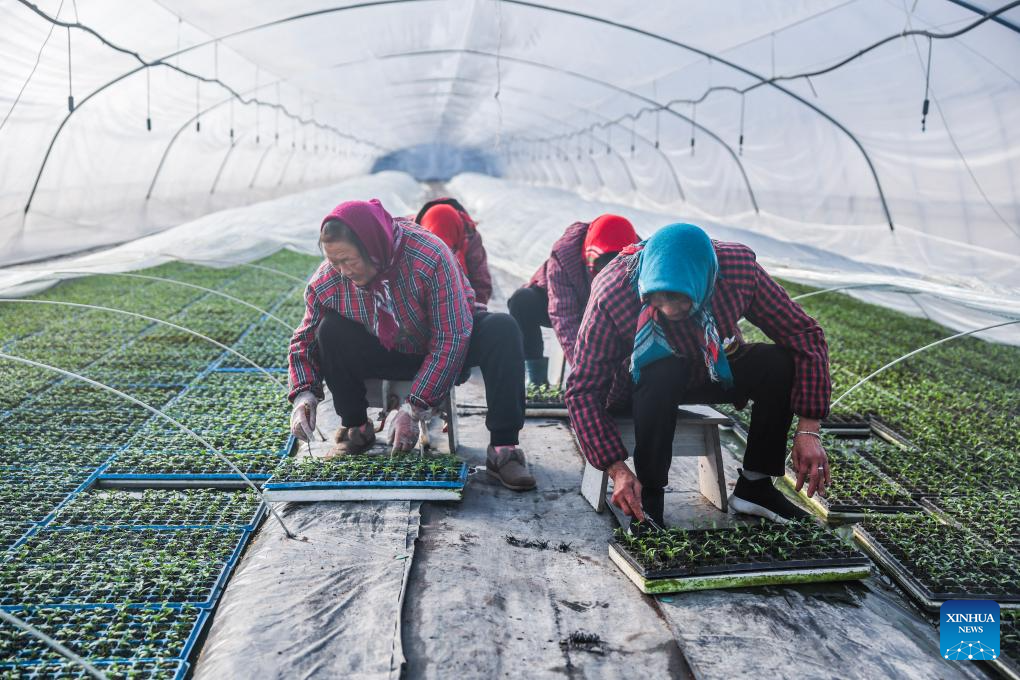 Farmers busy cultivating seedlings and sowing seeds in Jiaxing, E China