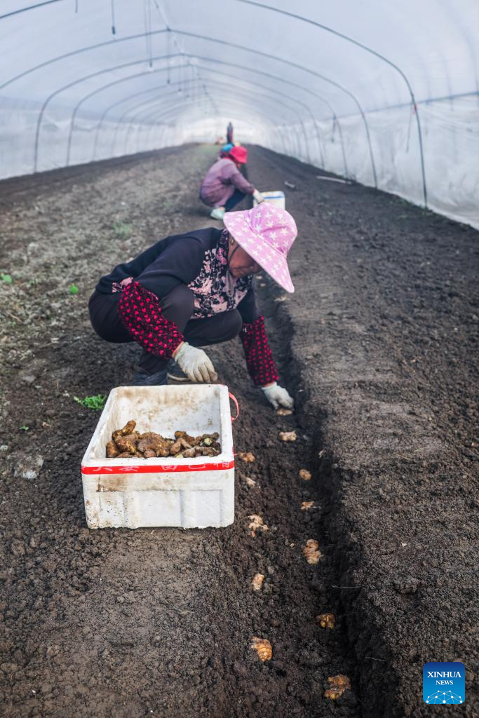 Farmers busy cultivating seedlings and sowing seeds in Jiaxing, E China