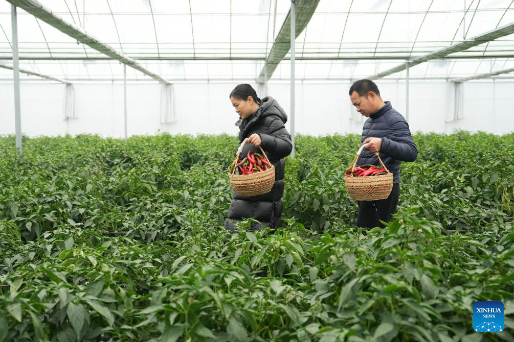 Building a hot business with hot peppers