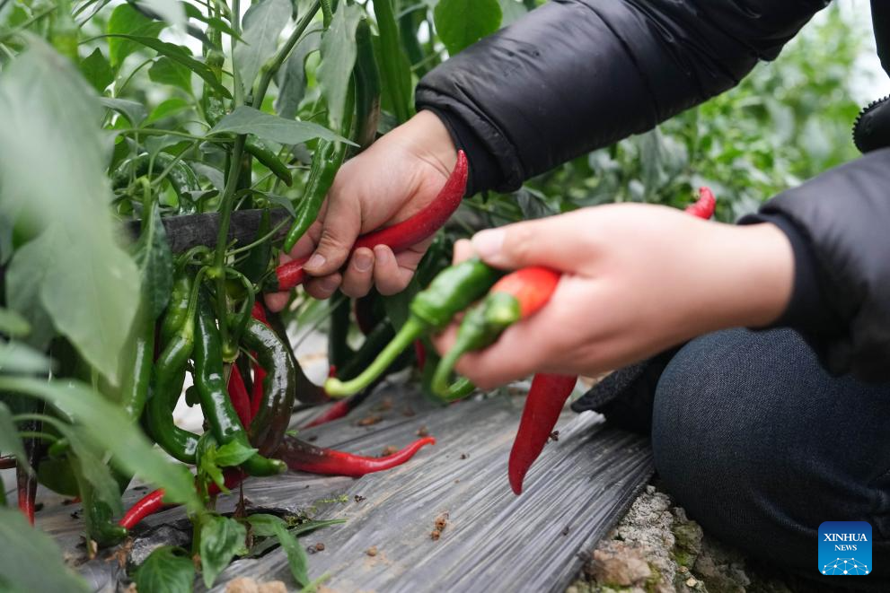 Building a hot business with hot peppers