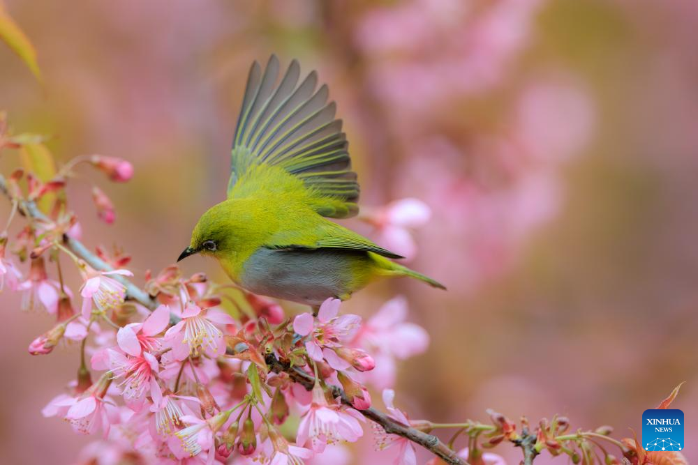 White-eye bird seen in Guiyang, SW China