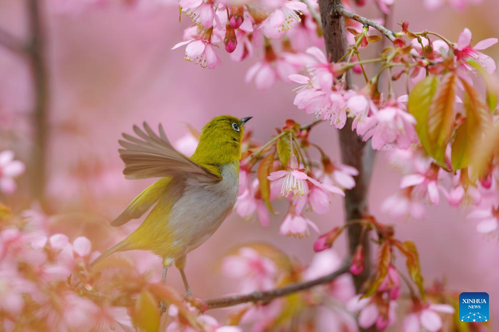 White-eye bird seen in Guiyang, SW China