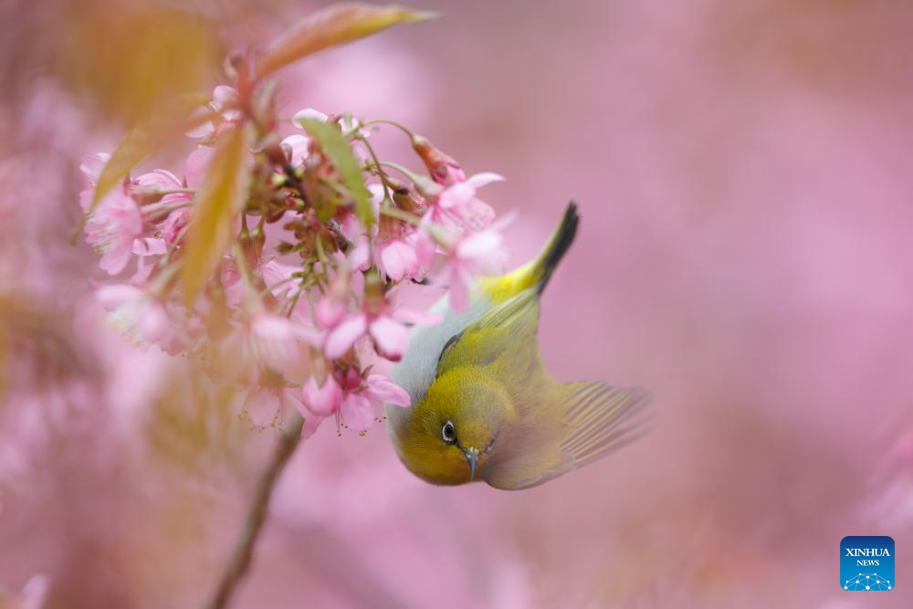 White-eye bird seen in Guiyang, SW China