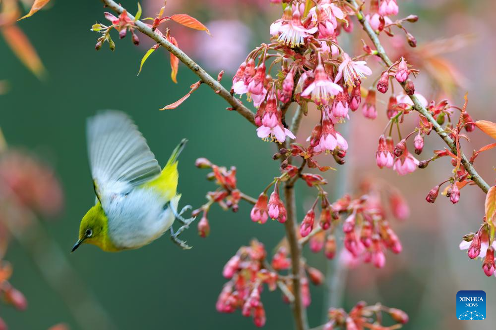 White-eye bird seen in Guiyang, SW China