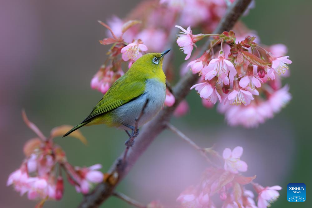 White-eye bird seen in Guiyang, SW China