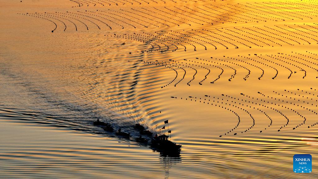 View of kelp breeding area in China's Shandong