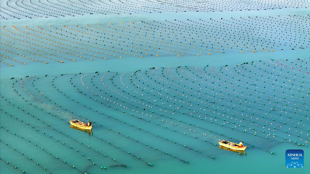 View of kelp breeding area in China's Shandong