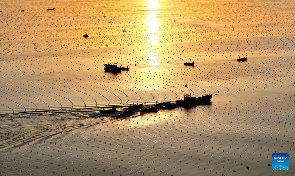 View of kelp breeding area in China's Shandong