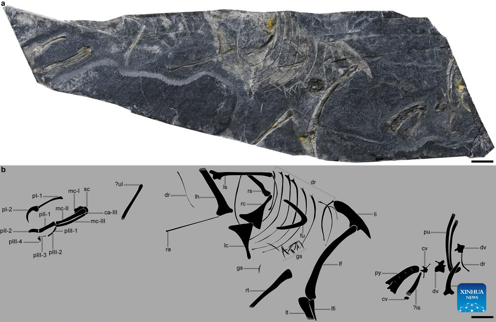 Jurassic fossil discovery in east China sheds new light on origin of birds