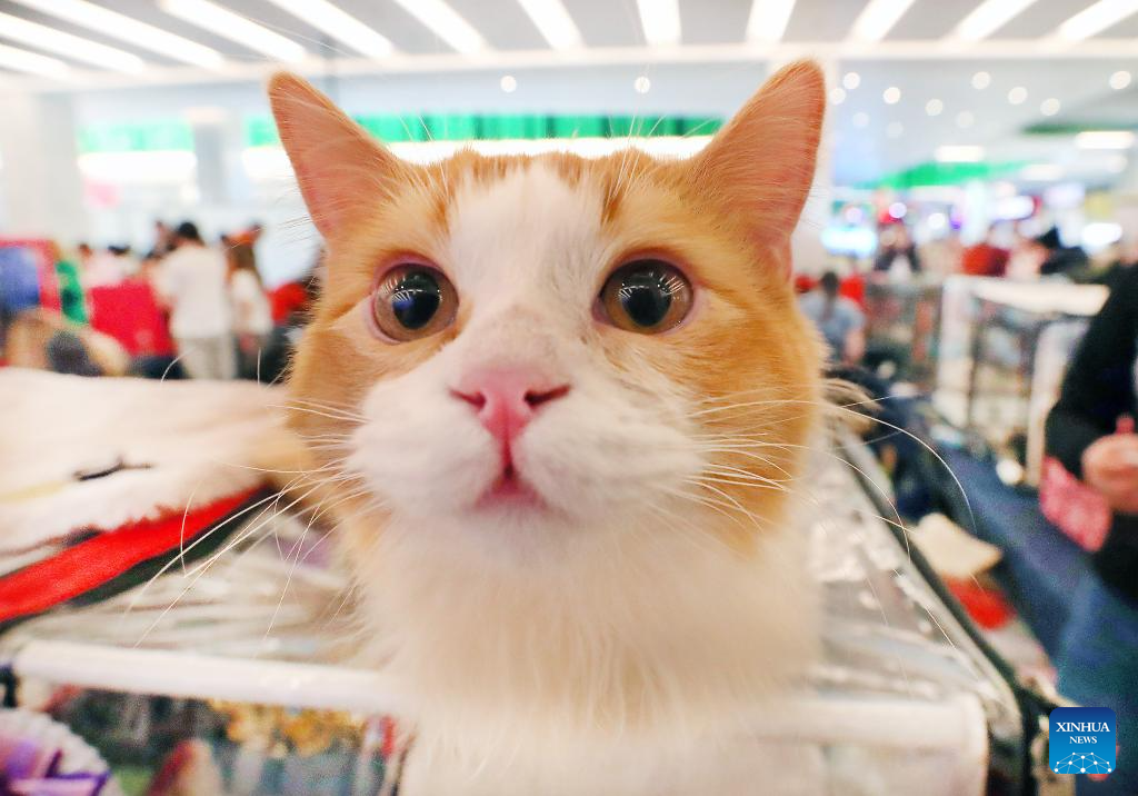 Int'l cat show held in Minsk, Belarus