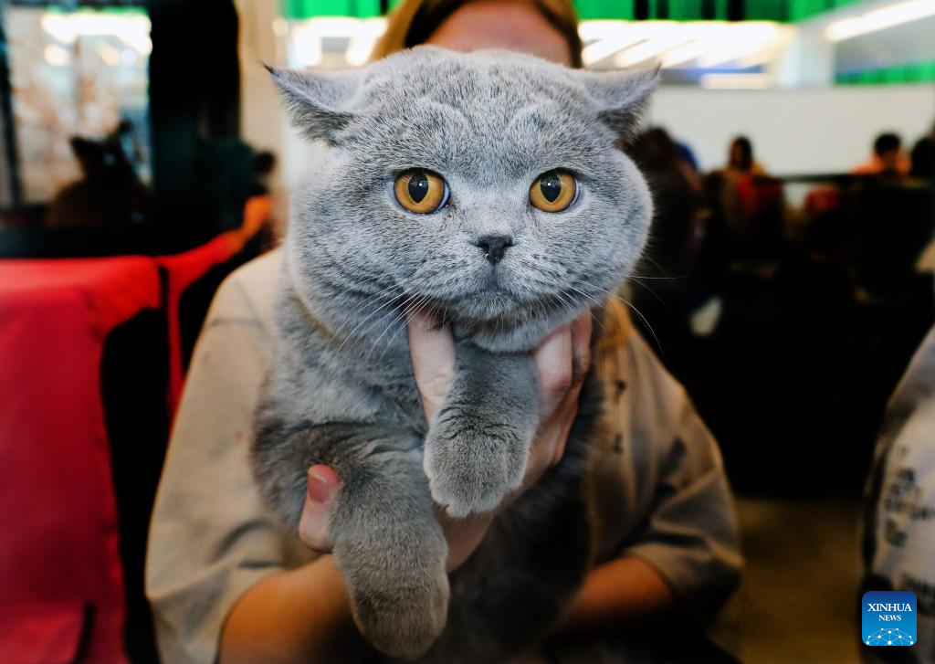 Int'l cat show held in Minsk, Belarus