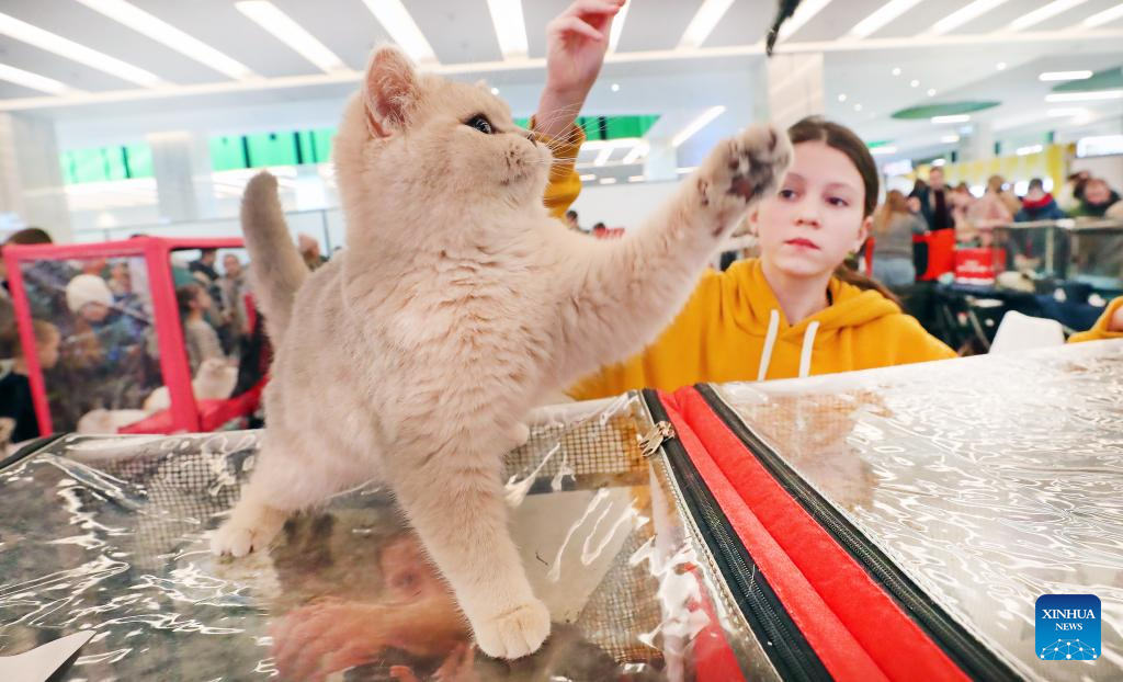 Int'l cat show held in Minsk, Belarus