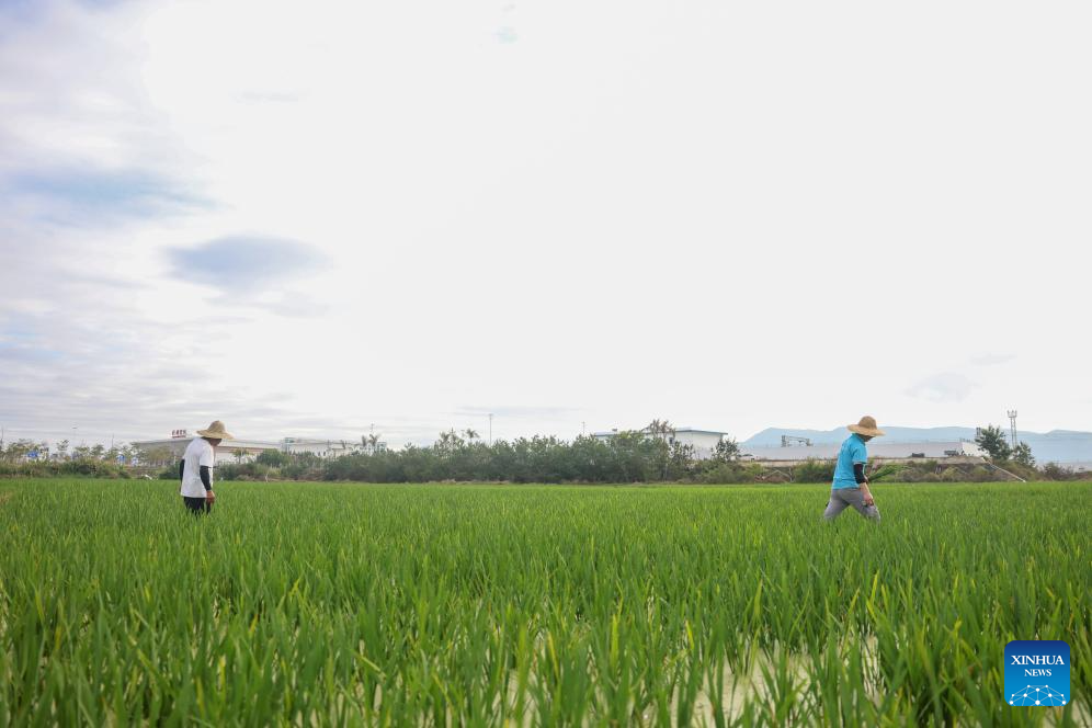 Researcher strives to cultivate saline-alkali tolerant rice in S China's Hainan