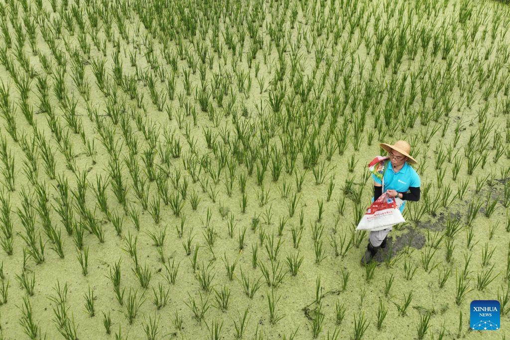 Researcher strives to cultivate saline-alkali tolerant rice in S China's Hainan