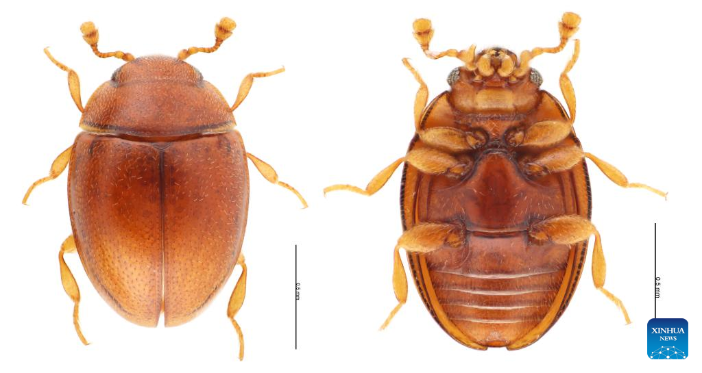 New insect species found in south China urban wetland