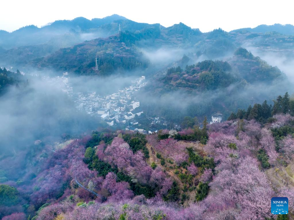 Plum blossoms in Huangshan City, China's Anhui