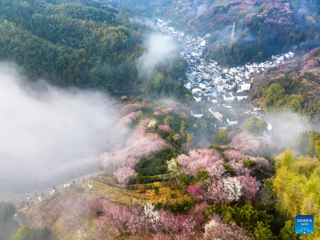 Plum blossoms in Huangshan City, China's Anhui