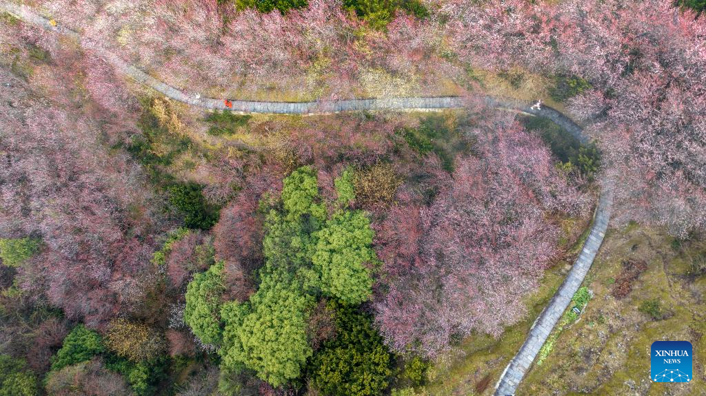 Plum blossoms in Huangshan City, China's Anhui