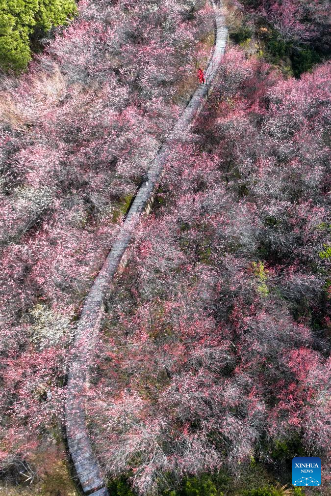 Plum blossoms in Huangshan City, China's Anhui