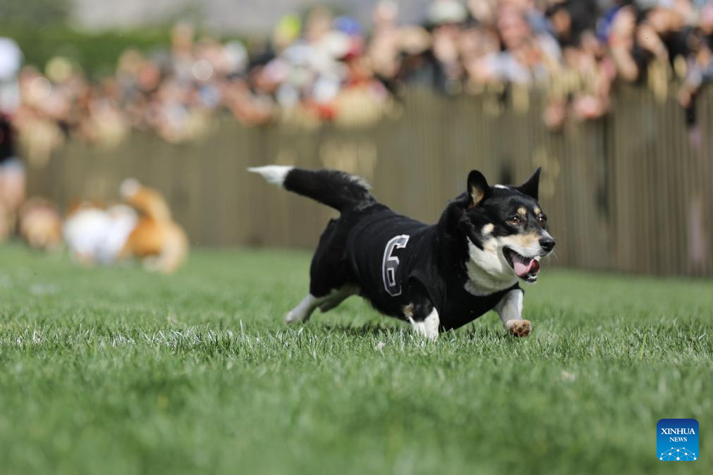 Winter Corgi Nationals championship held in California