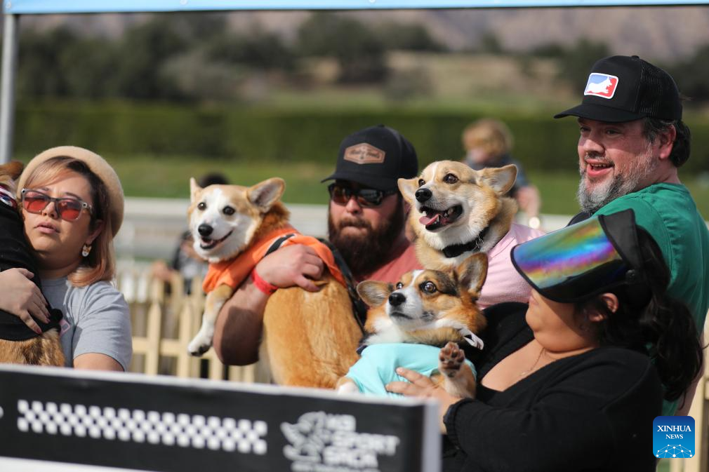 Winter Corgi Nationals championship held in California