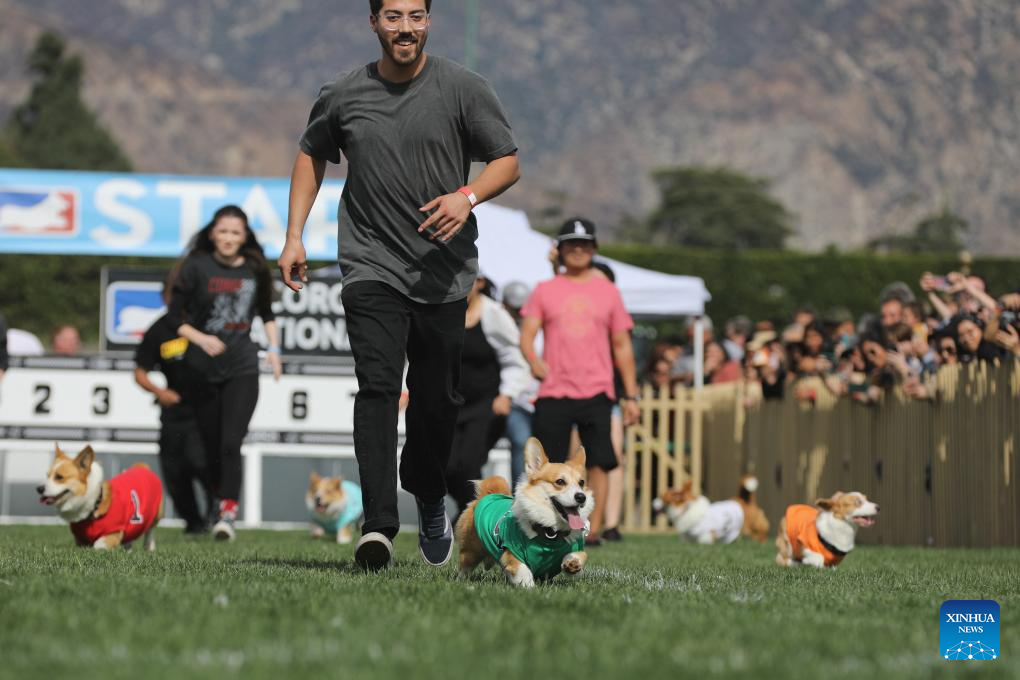 Winter Corgi Nationals championship held in California