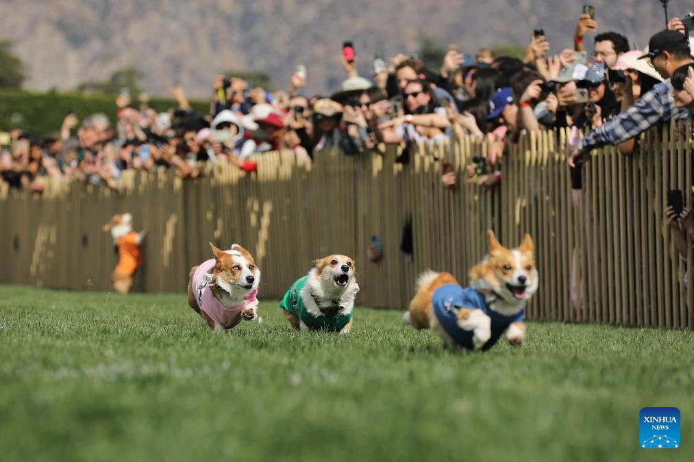 Winter Corgi Nationals championship held in California