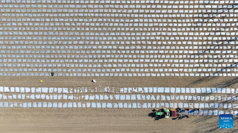 People busy in field on day of Rain Water in Tianjin