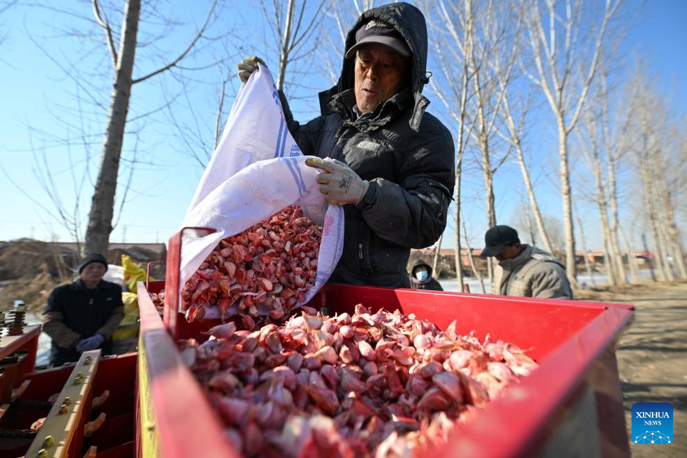 People busy in field on day of Rain Water in Tianjin