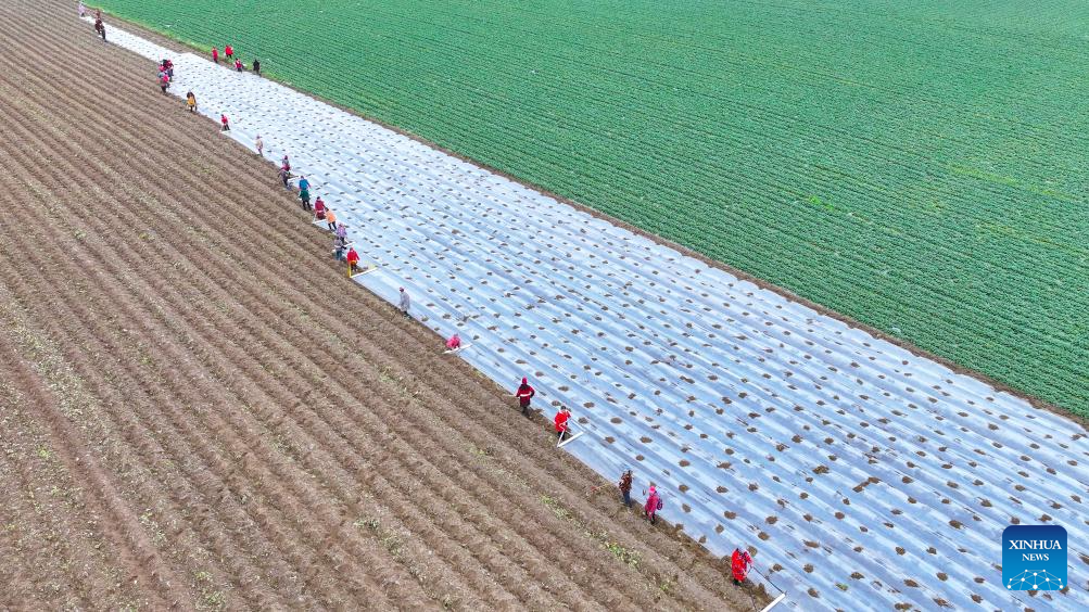 Farming activities in full swing across China in early spring