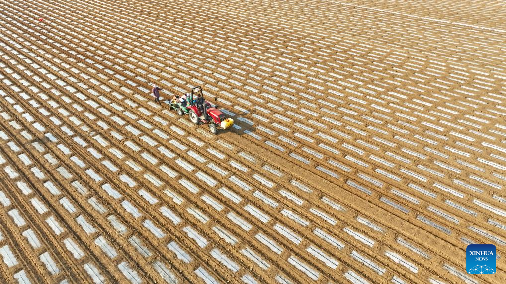 Farming activities in full swing across China in early spring