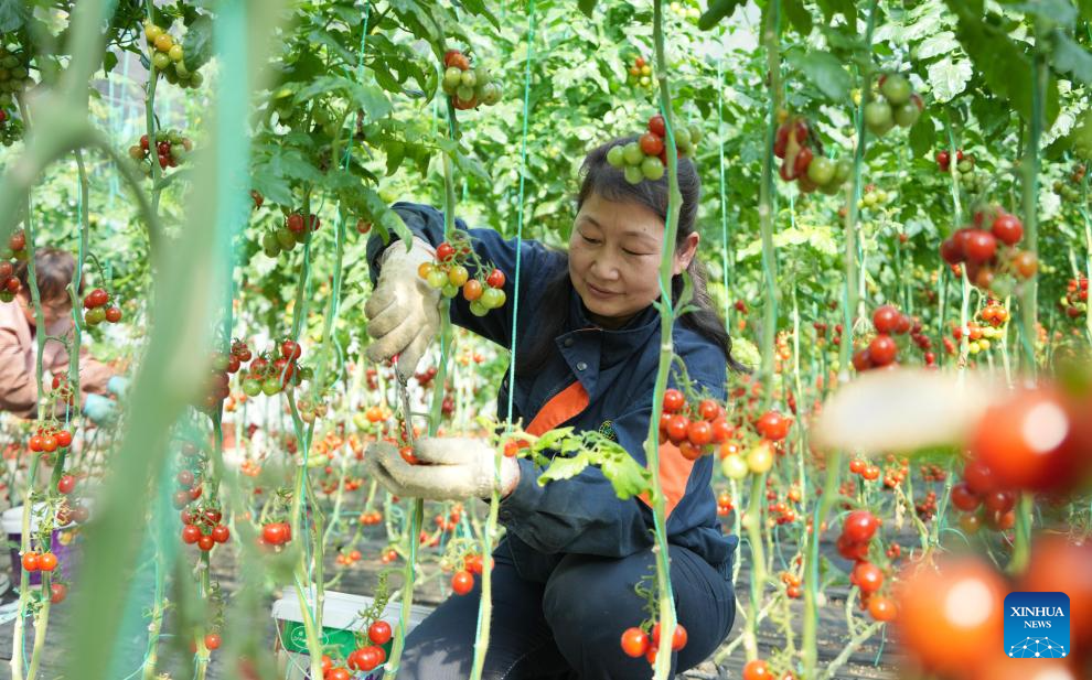 Farming activities in full swing across China in early spring