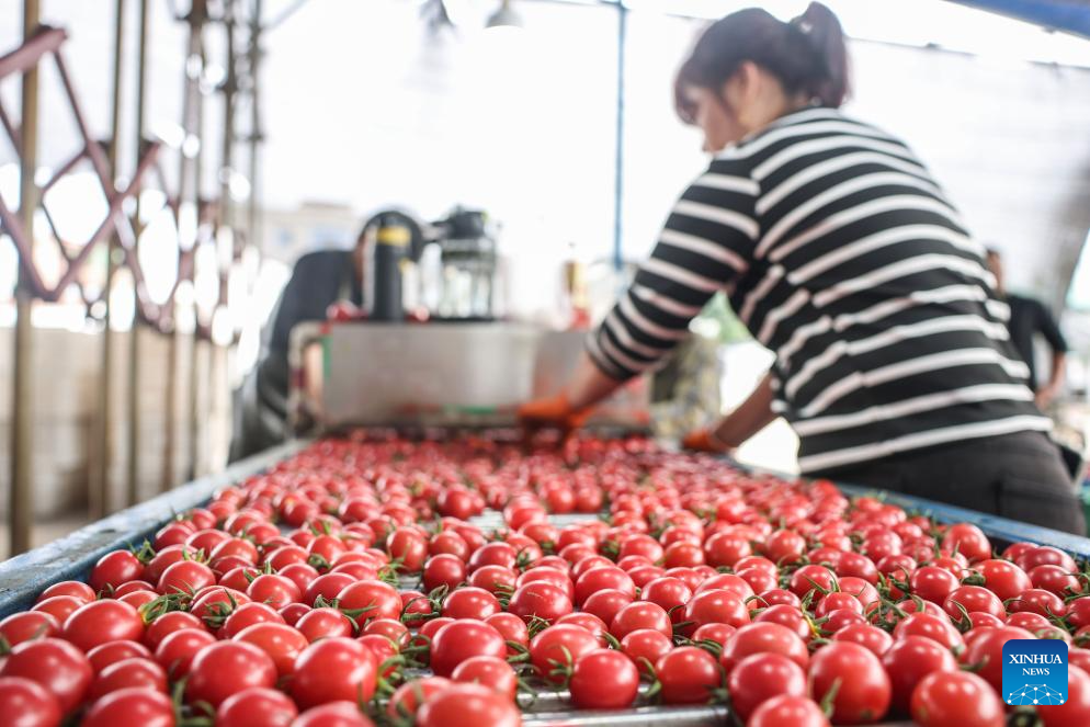 Ding'an County in Hainan sees bumper harvest of cherry tomatoes