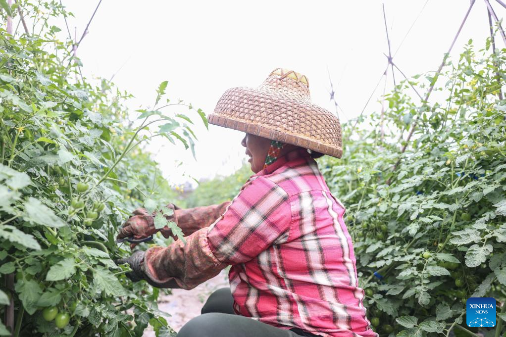 Ding'an County in Hainan sees bumper harvest of cherry tomatoes