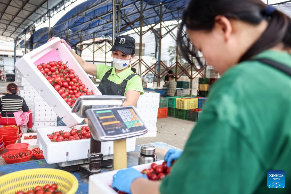 Ding'an County in Hainan sees bumper harvest of cherry tomatoes