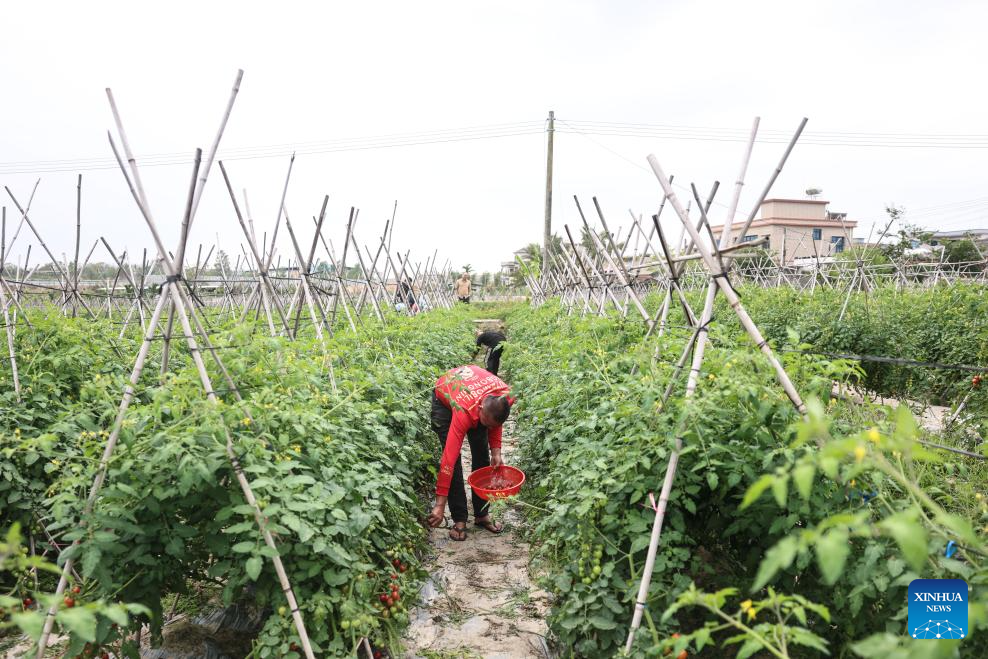 Ding'an County in Hainan sees bumper harvest of cherry tomatoes