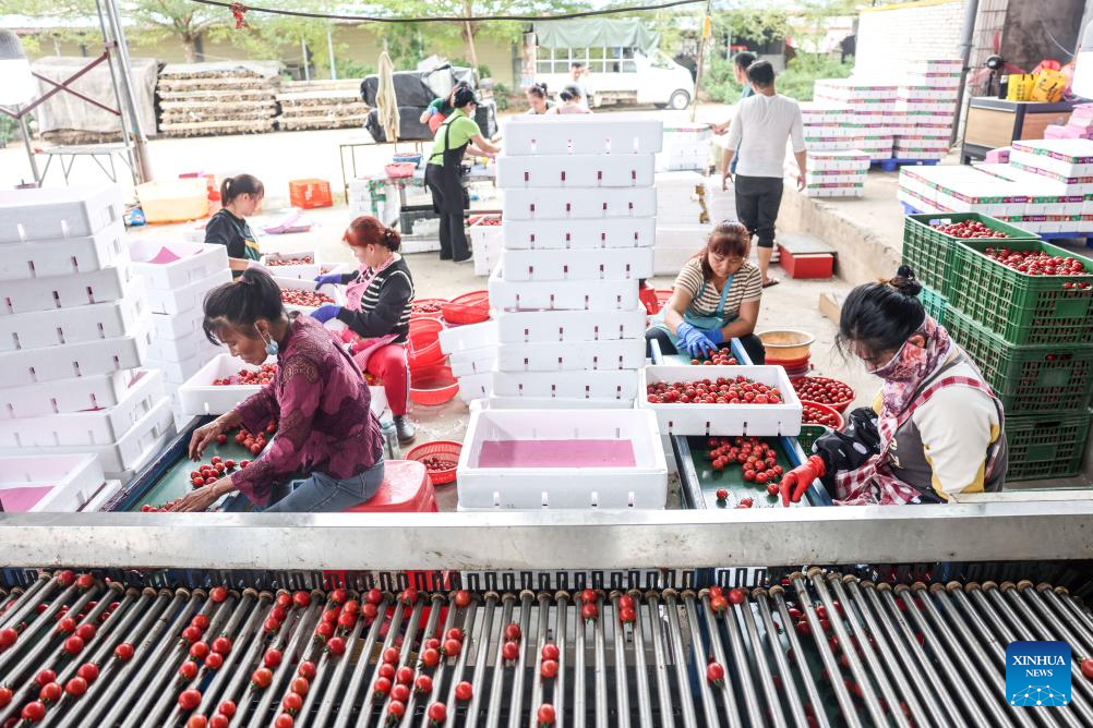 Ding'an County in Hainan sees bumper harvest of cherry tomatoes