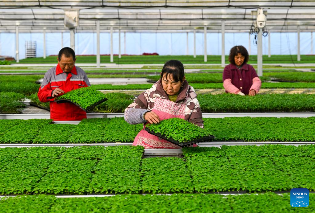 Farming activities in full swing across China in early spring