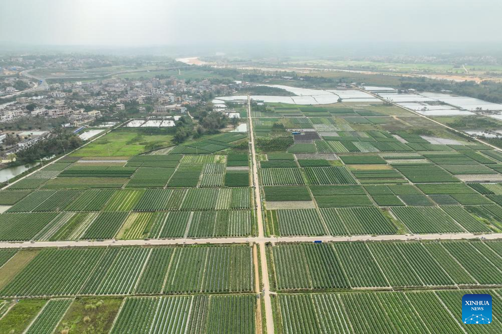 Ding'an County in Hainan sees bumper harvest of cherry tomatoes