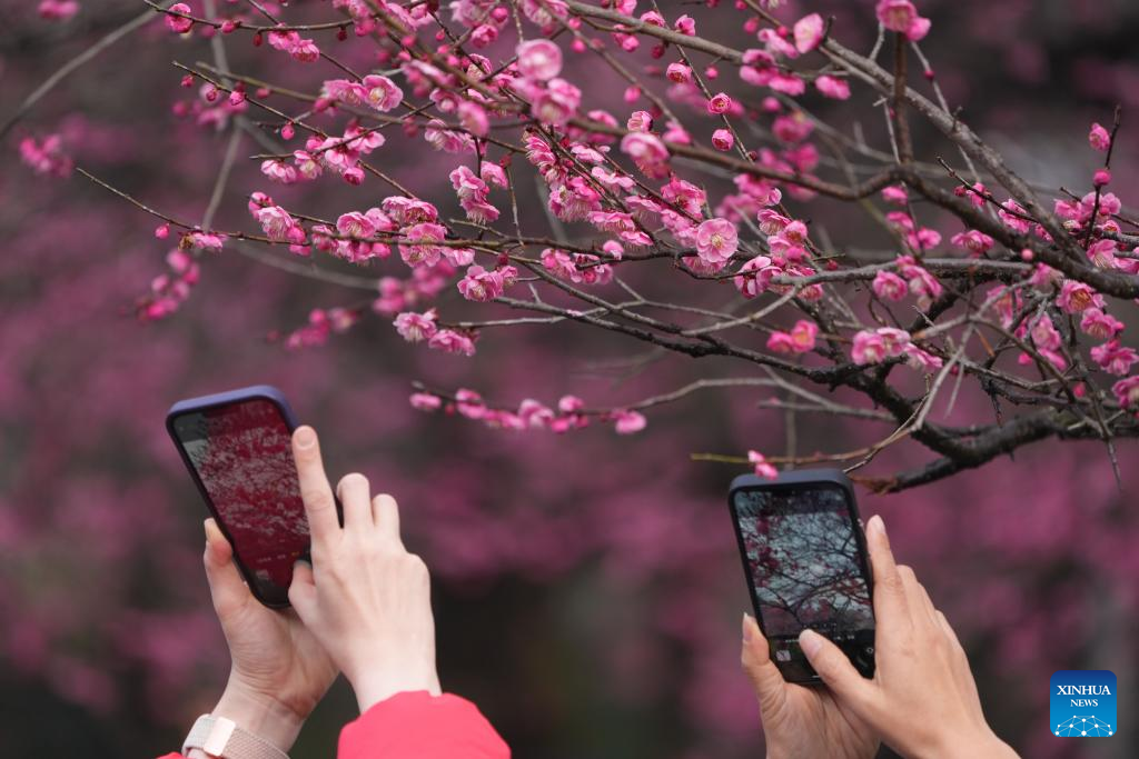 Tourists enjoy plum blossoms at Lingfeng Mountain in Hangzhou