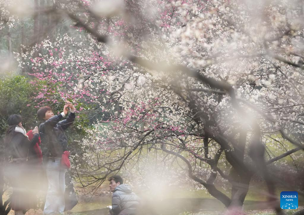 Tourists enjoy plum blossoms at Lingfeng Mountain in Hangzhou