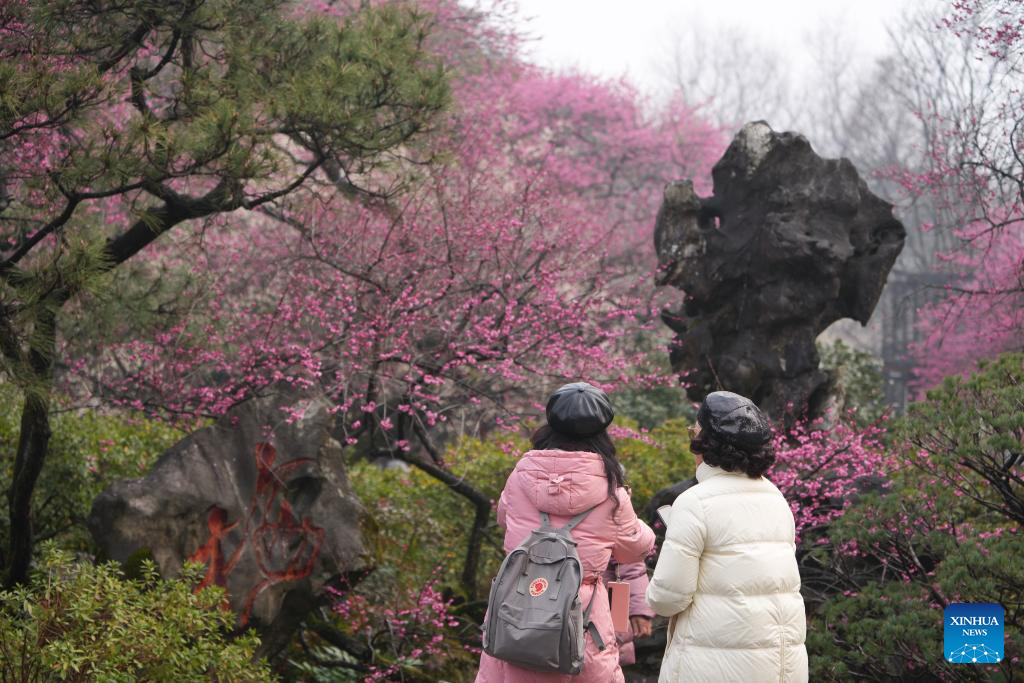 Tourists enjoy plum blossoms at Lingfeng Mountain in Hangzhou