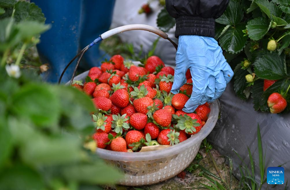 Farming activities in full swing in China's Hainan in early spring