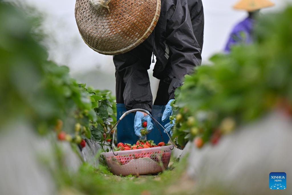 Farming activities in full swing in China's Hainan in early spring