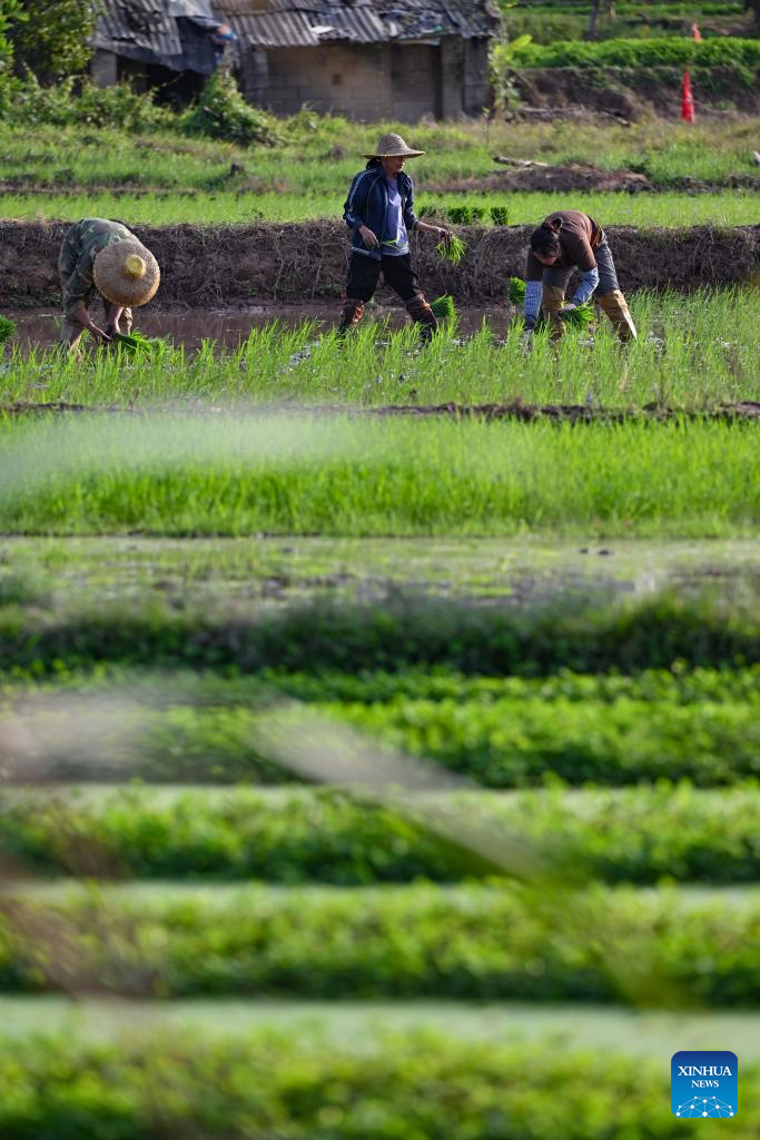 Farming activities in full swing in China's Hainan in early spring