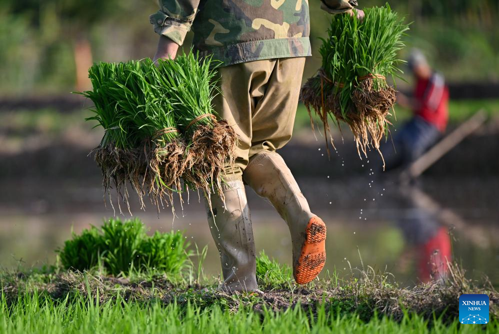 Farming activities in full swing in China's Hainan in early spring