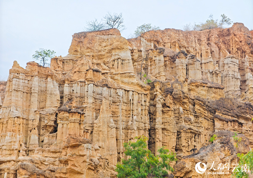 In pics: Distinctive view of Wumao Earth Forest in SW China's Yunnan