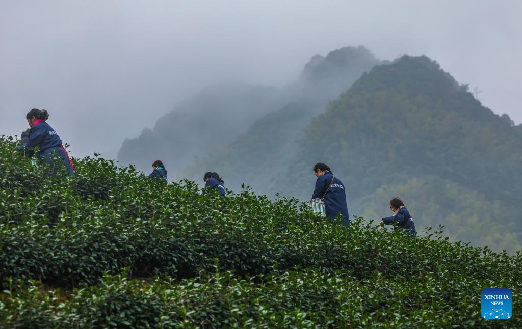 Tea gardens across Wuyi County enter harvest season