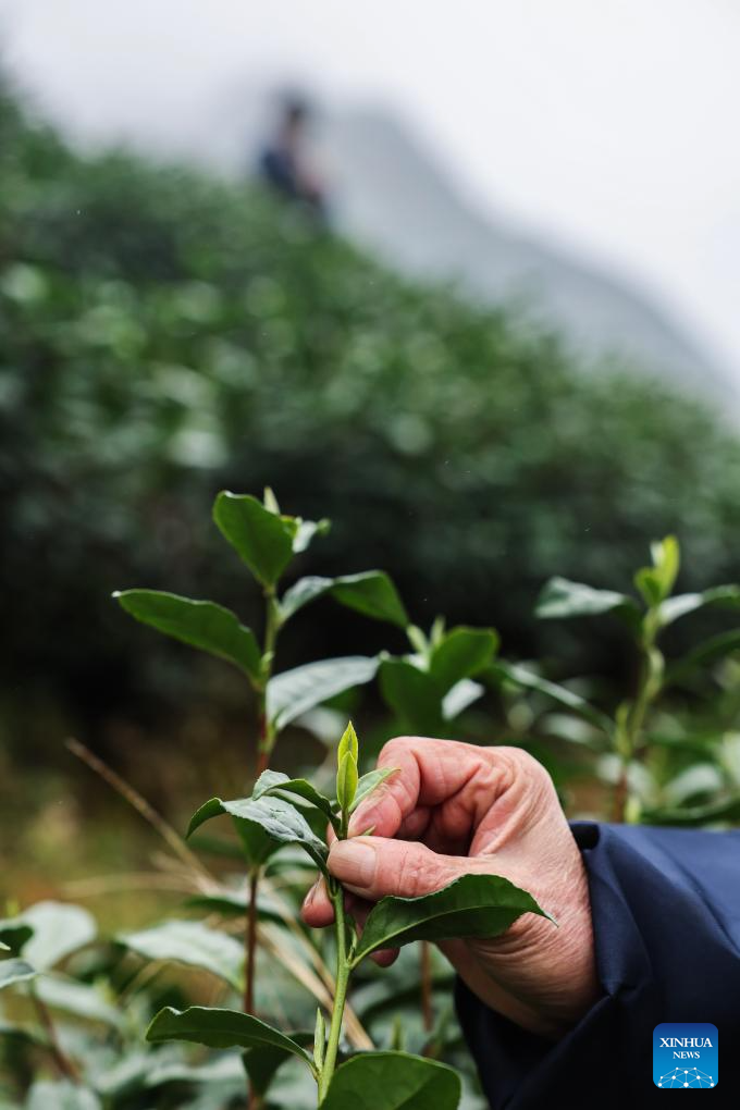 Tea gardens across Wuyi County enter harvest season